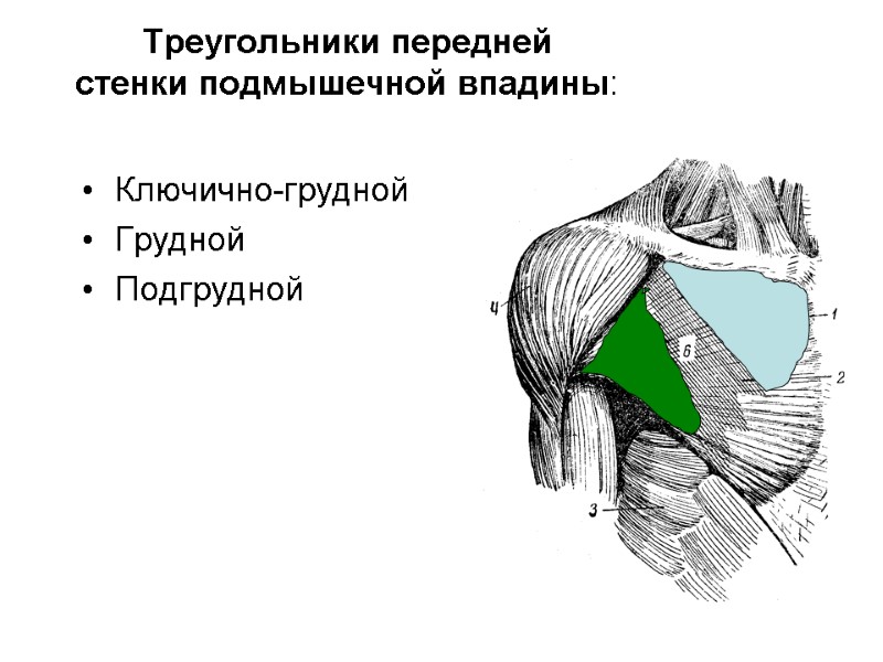 Треугольники передней  стенки подмышечной впадины:  Ключично-грудной Грудной Подгрудной